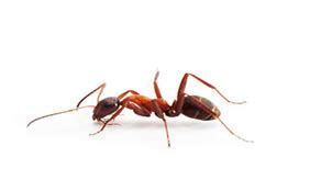 See more ideas about pest control services, pest control, pests. Ants | Pest Ex