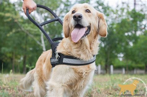 Our friends at guide dogs of america have experienced many, many more litters then i have or. Lightweight Guide Nylon Golden Retriever Harness with ...