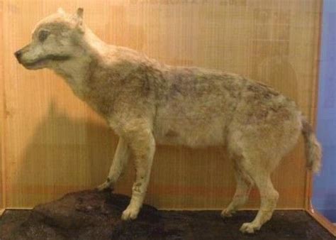 The 15 Most Beautiful Extinct Animals | Extinct animals, Endangered