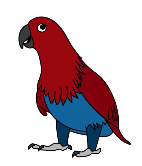 How To Draw An Eclectus Parrot