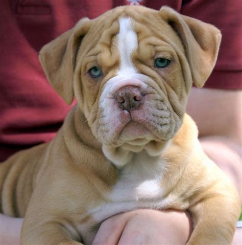 These dogs are usually a solid color, but white patches on their chest and belly are not uncommon. 17 Best images about Alpha blue bloodline bulldog on ...