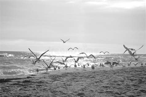 Birds On Beach Stock Image Image Of Flight Sand Nantucket 1116197