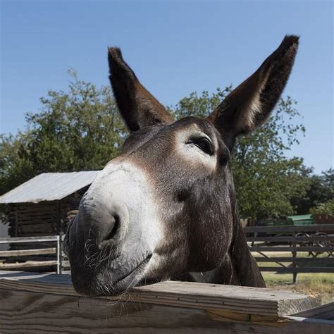 Donkeys As Pets Guidelines And Basic Care