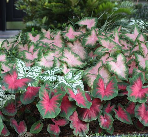 All About Caladiums