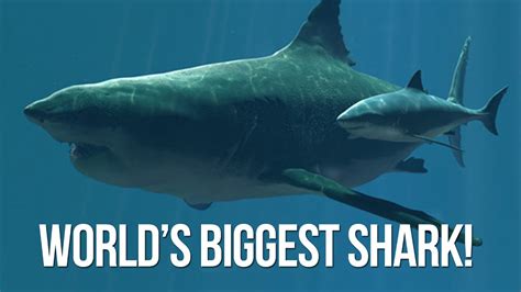 How big is a megalodon shark? World's Biggest Shark on camera - YouTube