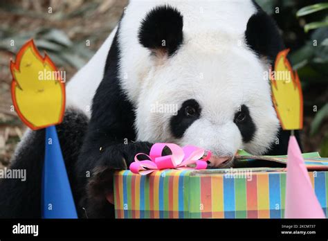 Giant Panda Kai Kai Checks Out His Presents During His New Male Cub