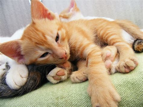 Hd Wallpaper Orange Tabby Cat Lying On Bed Kitten Pussycat Cute Little Wallpaper Flare