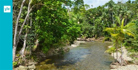 Världens äldsta tropiska regnskog ägs av ursprungsfolket igen Det här