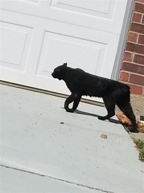 Can Bobcats Be Black Wild Cat Species Black Bobcat Small Wild Cats