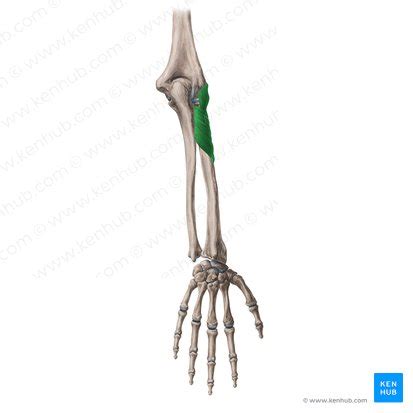Deep Posterior Forearm Muscles Anatomy And Function Kenhub
