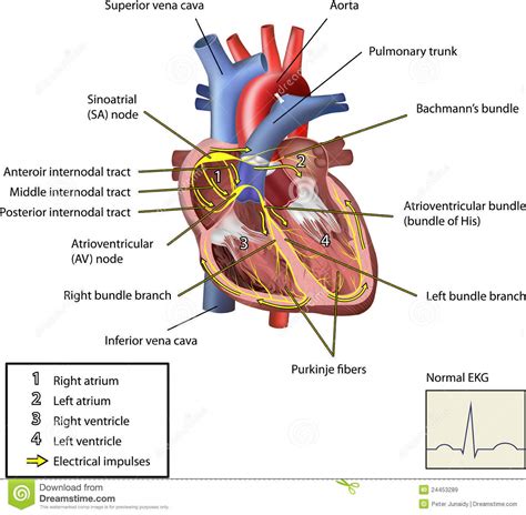 El Sistema Eléctrico Del Corazón Ilustración Del Vector Ilustración
