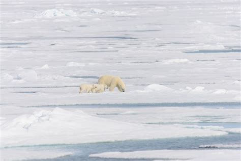 premium photo polar bear mother ursus maritimus and twin cubs on the pack ice north of