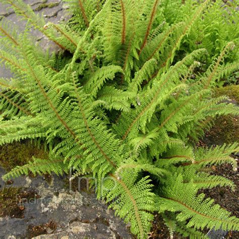 Does green shield cover lasik. Polystichum setiferum - 'Plumosodivisilobum' (Soft Shield ...