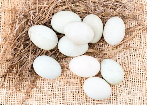 The pekin duck is now the most admired commercial meat duck breed in the united states. Pekin Duck Breed: Everything You Need To Know - The Happy ...