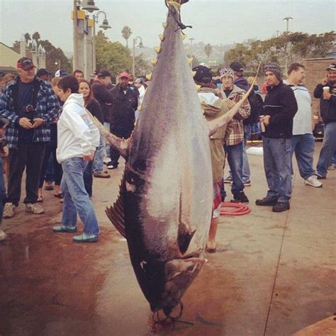 Largest Yellowfin Tuna Rod And Reel 445 Lb San Diego Long Range Fleet