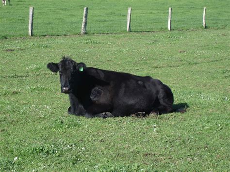 Black Cow Free Stock Photo Public Domain Pictures