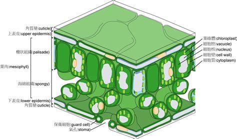 Leaftissuestructure 什麼鳥玩佈置 享生活 居家生活靈感誌