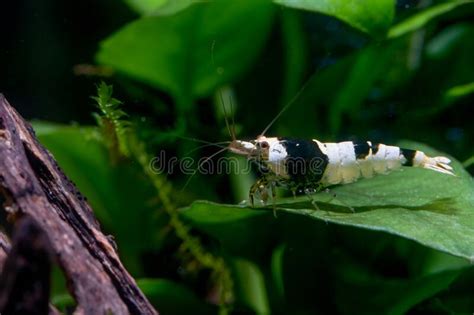 Black Bee Dwarf Shrimp Stay On Green Aquatic Leaf And Look Forward In