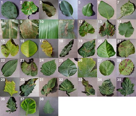 Frontiers Using Deep Learning For Image Based Plant Disease Detection