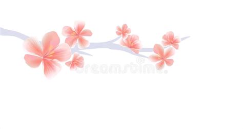 Branch Of Sakura With Pink Flowers Isolated On White Background Sakura