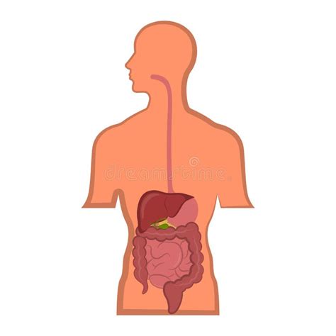 Sistema Digestivo Humano En Un Cuerpo Del Hombre Ilustraci N Del Vector
