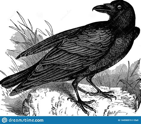Crow Cartoons Illustrations And Vector Stock Images 13373 Pictures To