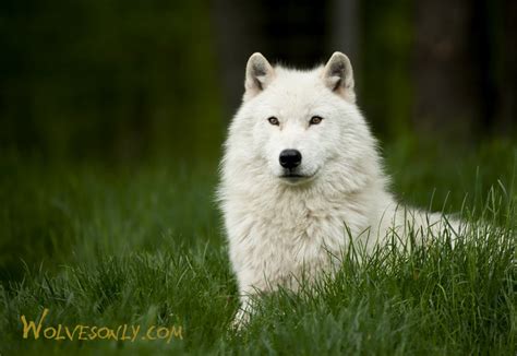 Wolves Only Arctic Wolf Aw217
