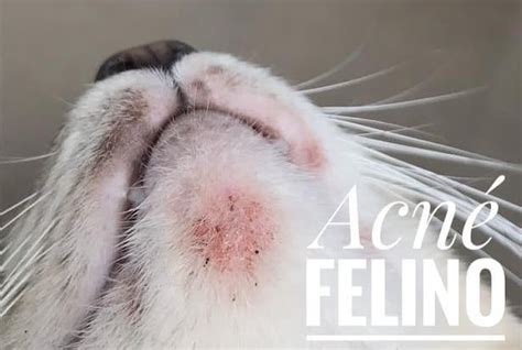 Acné Felino ¿que Es Y Cual Es El Tratamiento Felino Acné Mascotas