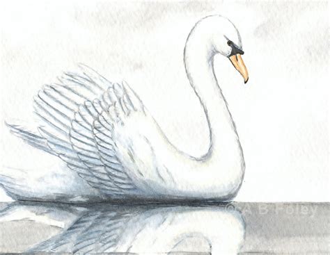 Watercolor Painting Swan And Its Reflection In Calm Water A B Foley