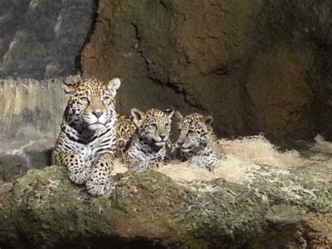 Jaguar Cubs Unveiled At Milwaukee Zoo