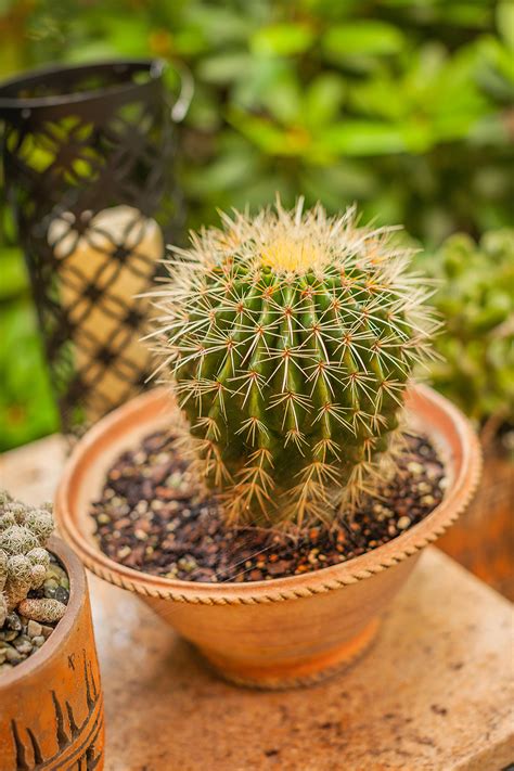 You may have heard that even those without a green thumb can you may wonder how often do you water a cactus or if you need to keep it in a particular location. The 10 Best Succulents to Grow Indoors | Better Homes ...