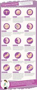 Pregnancy Calendar Infographic The Pregnancy Zone
