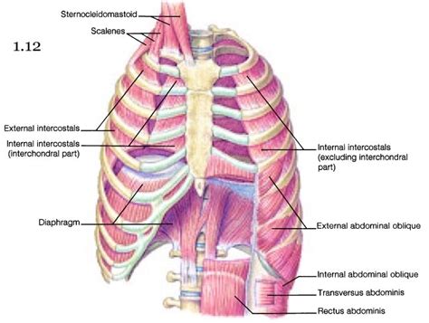 How to stretch out the muscles of the chest & rib cage. Rib Pain | wakedr