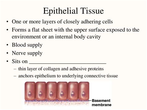 Ppt Histology The Study Of Tissues Powerpoint Presentation Free