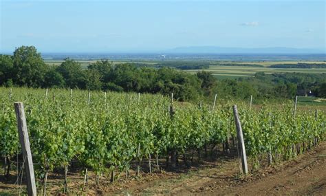 Fruška Gora Island Of Wine Paul Balke