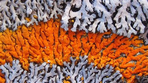 Liking Lichen 3 Reasons Why The Northern Varieties Are Awesome North