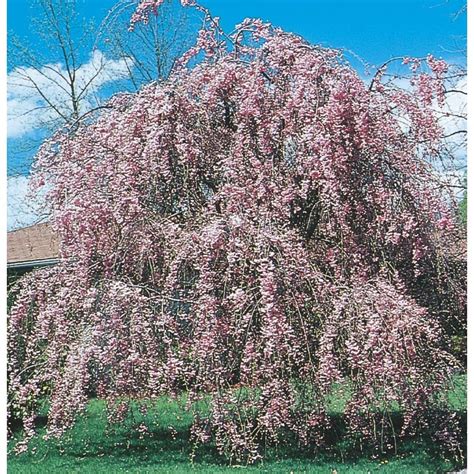 Even when not flowering the weeping cherry has a lush unique drape. 12.68-Gallon Pink Weeping Cherry Feature Tree In Pot (With ...