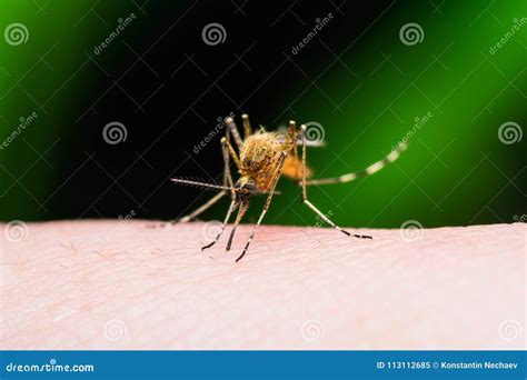 Yellow Fever Malaria Or Zika Virus Infected Mosquito Insect Bite