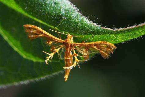 Deuterocopus Albipunctatus Alchetron The Free Social Encyclopedia