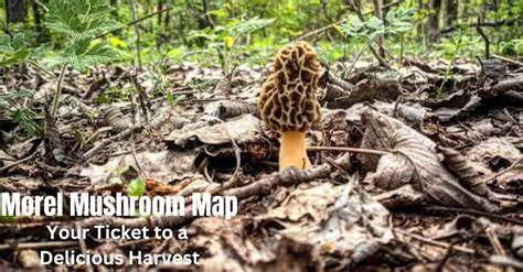 Morel Mushroom Map The Secret To Finding The Best Harvest