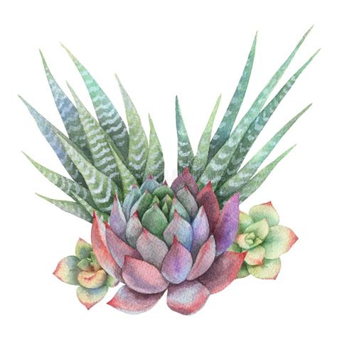 Watercolor Bouquet Of Cacti And Succulent Plants Isolated On White