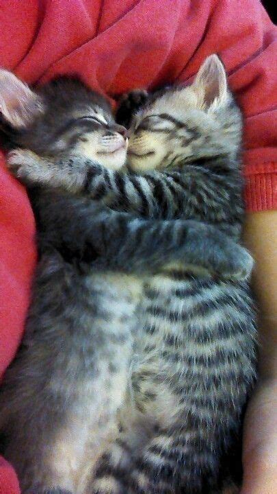 Cute Kitties Hugging And Sleeping Cute Baby Animals Cat Hug Cute