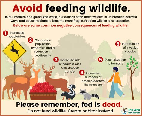Fed Is Dead Why Feeding Wildlife Can Be Detrimental