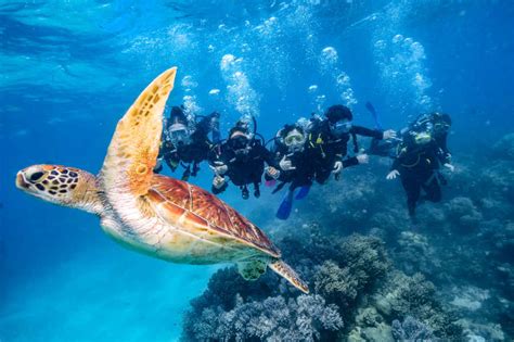 Green Island And Great Barrier Reef Adventure Green Island Adventures Green Island Cruises