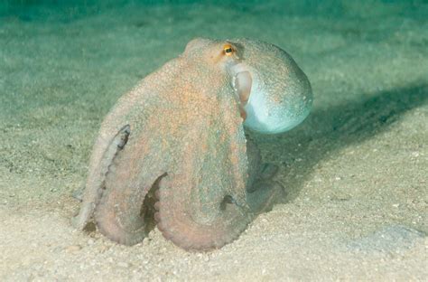 What Do Octopuses Eat Diet And Facts Octopus Eating Octopus Species