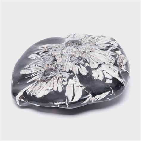 Chrysanthemum Stone Browse Or Buy At Pagoda Red