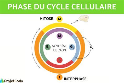 Phases Du Cycle Cellulaire DÉfinition Et SchÉma