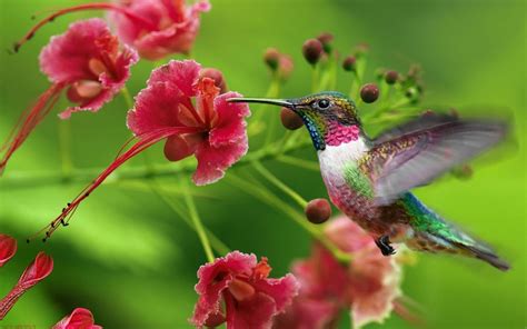 Wallpaper Branch Swing Hummingbirds Plant Bird Flora