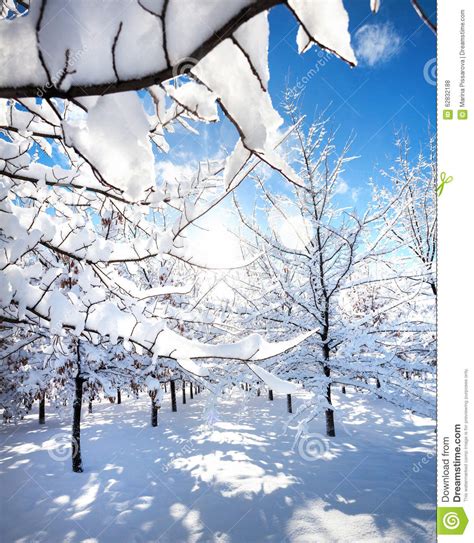 Beautiful Winter Park Stock Photo Image 62832188