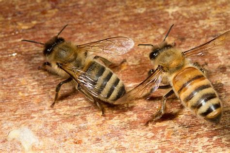 Overview Of Different Honey Bee Species Bees And Beekeeping Pintere